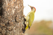 Green woodpecker male on a cold snowing January day in an oak forest Poster #644980572