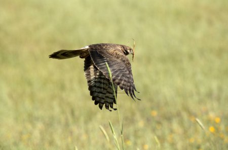 Foto de Hembra Montagu 's harrier volando en su territorio de cría en un campo ceral en primavera - Imagen libre de derechos
