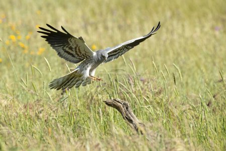 Foto de Harrier macho de Montagu volando en su territorio de cría en una estepa de cereales con la primera luz del día - Imagen libre de derechos