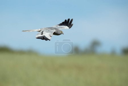Foto de Harrier macho de Montagu volando en su territorio de cría en una estepa de cereales con la primera luz del día - Imagen libre de derechos