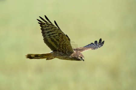 Foto de Hembra Montagu 's harrier volando en su territorio de cría en un campo ceral en primavera - Imagen libre de derechos