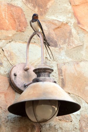 Foto de Granero tragar en una lámpara rural dentro de una casa rural con la primera luz del día - Imagen libre de derechos