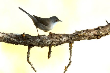 Photo for Sardinian warbler near a water point in a Mediterranean forest with the last light of a spring day - Royalty Free Image