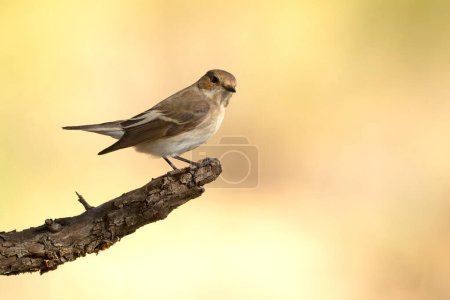 Photo for Pied flycatcher female in the early morning light near a water point in a Mediterranean forest in spring - Royalty Free Image
