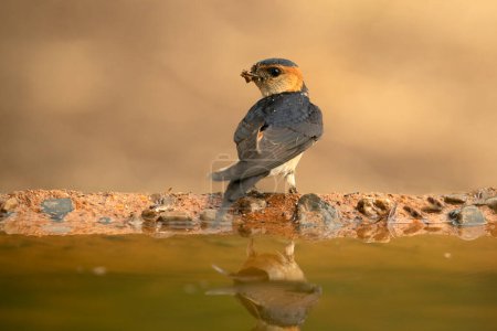 Photo for Red-rumped swallow collecting mud from a water point in a Mediterranean forest to make its nest - Royalty Free Image
