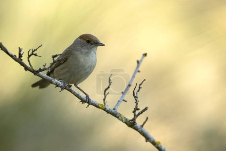 Photo for Common whitethroat female in the late afternoon light in a Mediterranean forest in spring - Royalty Free Image
