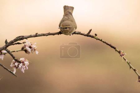 Photo for Iberian chiffchaff with the first light of the day in a forest of oaks and pines in spring - Royalty Free Image