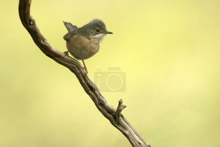 Photo for Subalpine warbler male in a Mediterranean forest near a natural water point with the first light of the day - Royalty Free Image