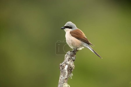 Foto de Red-backed shrike male on one of his perches in his breeding territory at first light on a spring day in a forest of oaks and hawthorns - Imagen libre de derechos