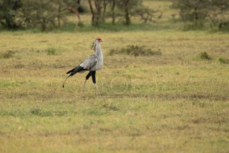 Foto de Secretario pájaro a la primera luz del amanecer en la sabana africana en busca de reptiles en la hierba - Imagen libre de derechos