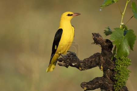 Golden oriole male in one of his favorite perches in his breeding territory with the last light of a day with rain, clearings and clouds in spring