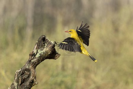Golden oriole female in flight on a rainy spring afternoon in a riverside forest with the last light of the day