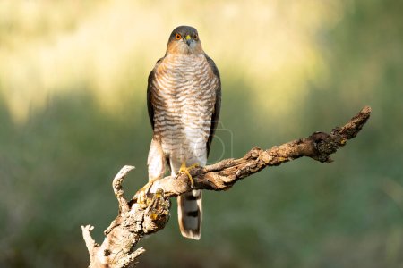 Adult male Eurasian sparrowhawk on its hunting perch in the first morning light in a Mediterranean forest in autumn
