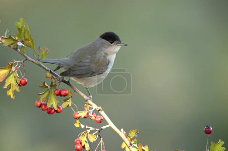 Photo for Common whitethroat male near a water point within a Mediterranean forest with the last light of the day - Royalty Free Image