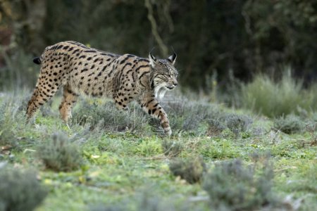 Lynx ibérique adulte marchant sur son territoire dans une forêt méditerranéenne aux premières lueurs d'une froide journée de janvier