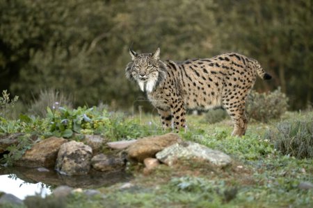 Photo for Adult female Iberian Lynx walking through her territory within a Mediterranean forest at the first lights of a cold January day - Royalty Free Image