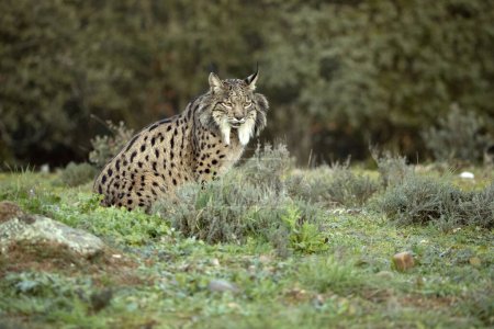 Photo for Adult male Iberian Lynx in a Mediterranean oak forest at first light on a cold winter day - Royalty Free Image