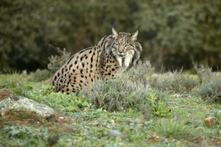 Lynx ibérique adulte marchant sur son territoire dans une forêt méditerranéenne aux premières lueurs d'une froide journée de janvier