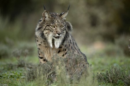 Photo for Adult male Iberian Lynx in a Mediterranean oak forest at first light on a cold winter day - Royalty Free Image