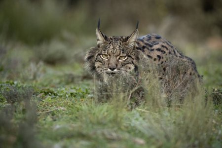 Lynx ibérique dans une forêt méditerranéenne avec les premières lumières d'une froide journée d'hiver