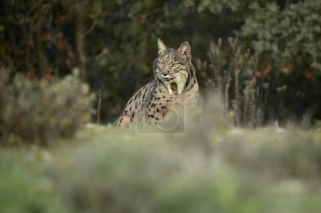 Photo for Iberian Lynx in a Mediterranean forest with the first lights of a cold winter day - Royalty Free Image