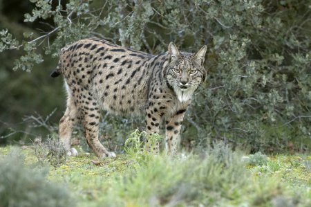 Lynx ibérique dans une forêt méditerranéenne avec les premières lumières d'une froide journée d'hiver