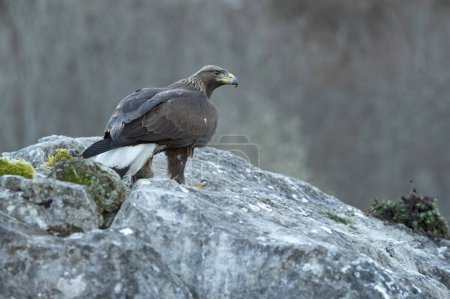 Joven águila dorada en una zona montañosa de un bosque eurosiberiano de robles y hayas a primera hora del día