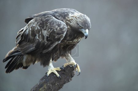 Golden eagle male in a mountain landscape with Euro-Siberian beech and oak forest at the first light of a winter day
