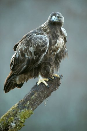 Golden Eagle male in a mountain area with a beech and oak forest with the first light of sunrise on a cold winter day