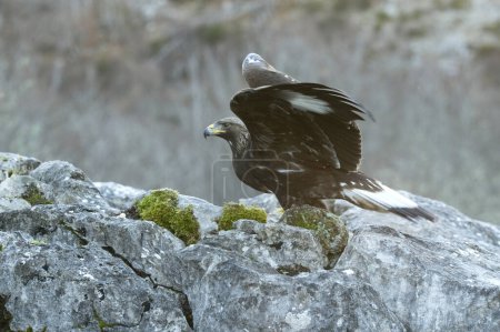 Joven águila dorada en una zona montañosa de un bosque eurosiberiano de robles y hayas a primera hora del día