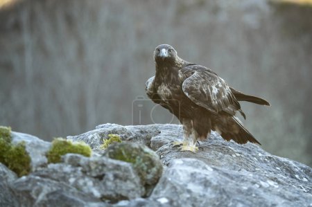 Águila real macho en un paisaje montañoso con haya eurosiberiana y bosque de robles a la primera luz de un día de invierno