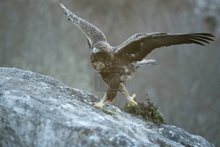 Águila real macho en un paisaje montañoso con haya eurosiberiana y bosque de robles a la primera luz de un día de invierno