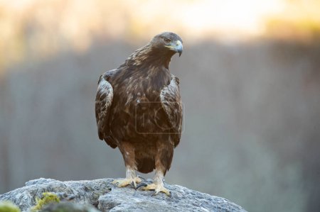 Adult female Golden Eagle in a mountain area with an oak and beech forest at sunrise on a cold winter day