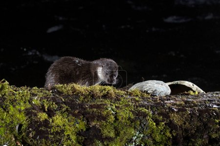 Otter in a mountain river on a cold winter day in a Eurosiberian forest