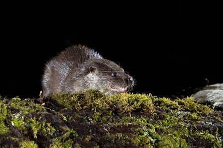 Otter in a mountain river on a cold winter day in a Eurosiberian forest