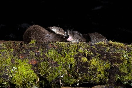 Otters fighting over the remains of a fish in a mountain river in the early evening