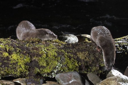 Otter family on a mountain river in the early evening of a winter day
