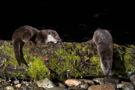 Otter family on a mountain river in the early evening of a winter day