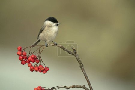 Téléchargez les photos : Marsh Tit in a Euro-Siberian oak and beech forest in the first morning light of a cold January day - en image libre de droit