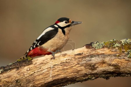 Male Great spotted woodpecker in a Eurosiberian beech and oak forest with the last light of the afternoon
