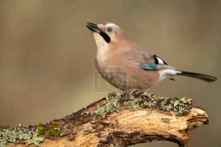 Jay in a Mediterranean oak and pine forest at first light on a cold winter day