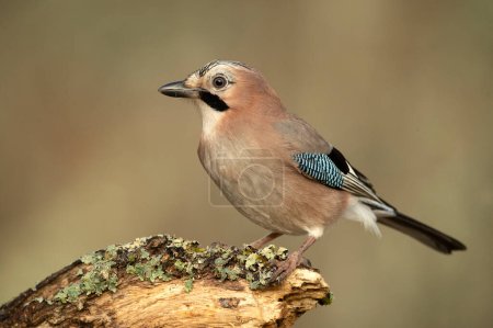 Jay in a Mediterranean oak and pine forest at first light on a cold winter day