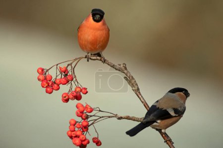 Male and female Eurasian bullfinch eating berries in a Eurosiberian oak and beech forest in early morning light
