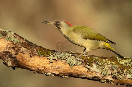 Green woodpecker female in a Euro-Siberian beech and oak forest with the last light of the afternoon