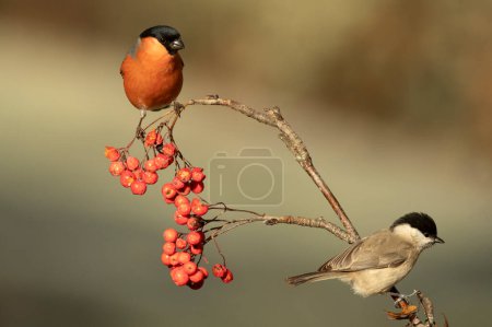 Eurasian bullfinch male in a Eurosiberian forest of oak, beech and pine trees at first light of day