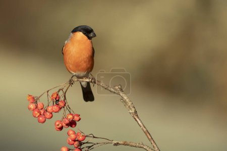 Eurasian bullfinch male in a Eurosiberian forest of oak, beech and pine trees at first light of day