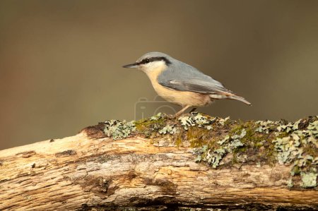 Eurasian nuthatch in a Eurosiberian forest of beech oak and pine trees with the last light of the afternoon