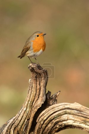 European robin in a Mediterranean forest at the first light of a winter day