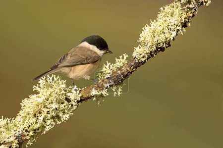 Téléchargez les photos : Marsh tit in a Euro-Siberian forest of oak, beech and pine with the last light of the afternoon - en image libre de droit