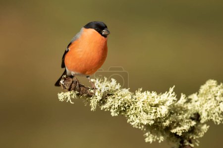 Male Eurasian bullfinch in late afternoon light in an oak and beech forest on a cold winter day